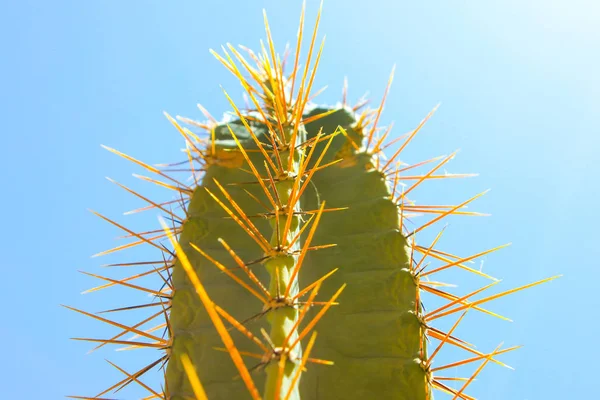 Grön Cactus Drows Sommaren Solljus — Stockfoto