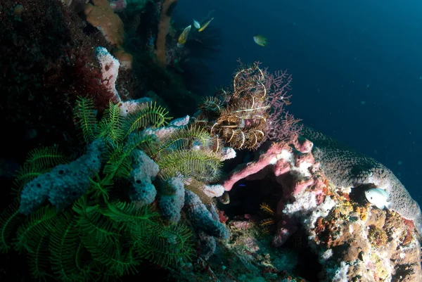 Підводний Корал Рибу Рослини Балі Індонезія — стокове фото