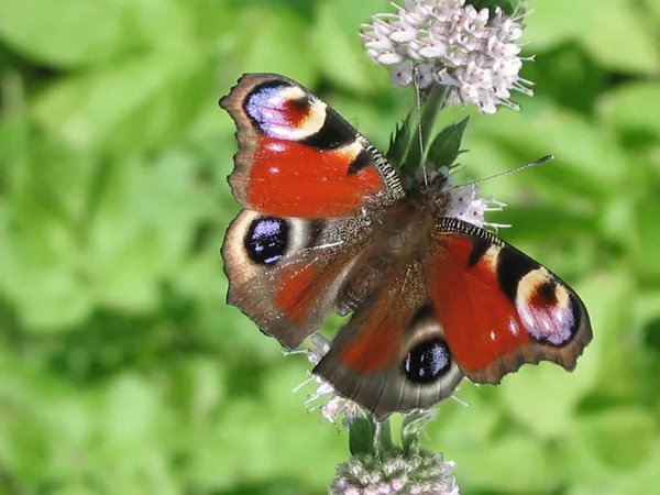 Den Vackra Fjärilen Har Anlänt Till Blomma — Stockfoto