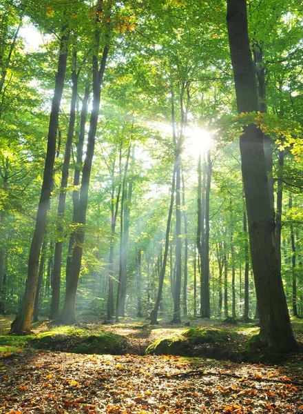 Amanecer Otoñal Viejo Bosque Hayas Polonia — Foto de Stock