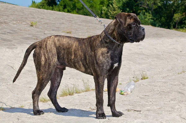 Nahaufnahme Des Hundes Selektiver Fokus — Stockfoto