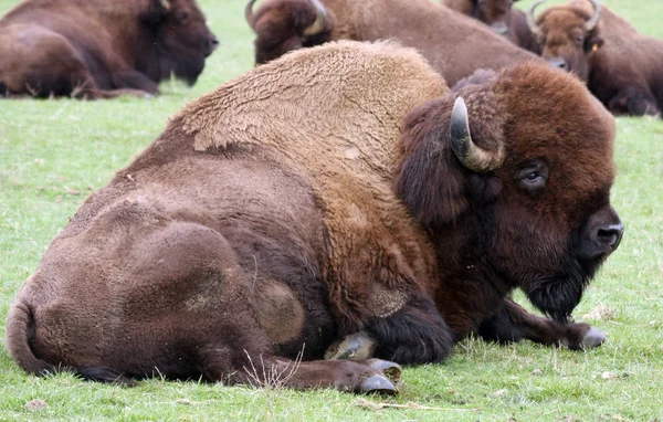 American Bison Buffalo Foto Tomada Northwest Trek Wildlife Park — Foto de Stock