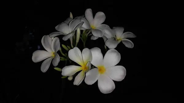 Frangipani Een Plant Gekweekt Voor Bloemen Met Mooie Kleuren Met — Stockfoto