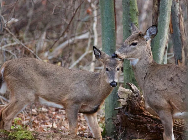 Mooi Beeld Met Schattige Herten Het Bos — Stockfoto