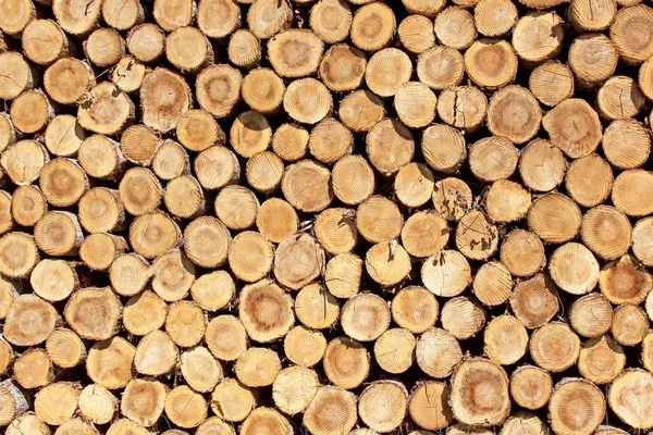 Steres Für Baumstämme Die Brennholz Für Erneuerbare Energien Geschnitten Werden — Stockfoto