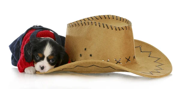 Cane Campagna Cavaliere Charles Spaniel Cucciolo Sdraiato Accanto Cappello Occidentale — Foto Stock