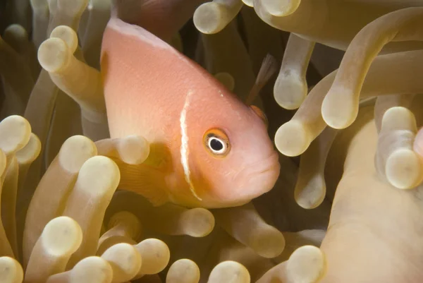 Pink Anemonefish Amphiprion Perideraion Peeking Out Safety Security Its Anemone — Stock Photo, Image