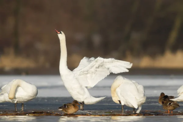 晴れた日には青い湖の水に白鳥 池に白鳥 自然シリーズ — ストック写真