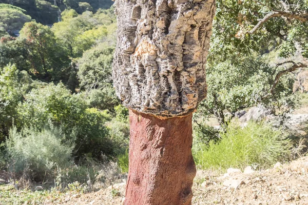 Wydobycia Cork Nagi Tułów Drzewa Korkowego — Zdjęcie stockowe