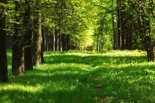 Grön Park Natur Bakgrund — Stockfoto