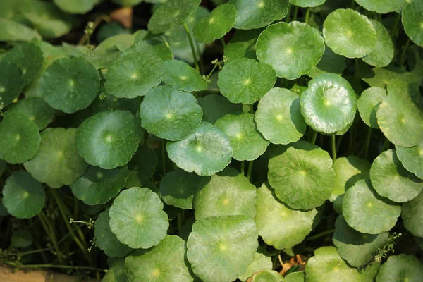 Närbild Gotu Kolaträd Eller Asiatisk Ört Eller Indisk Ört — Stockfoto