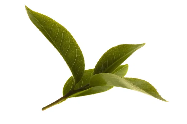 Tea Branch Isolated White Background — Stock Photo, Image