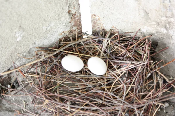 Pigeon eggs in the nest, two pieces. Photo for your design