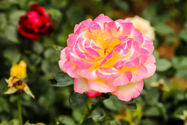 Bela Rosa Flor Imagem Jardim — Fotografia de Stock