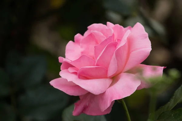 Κλείστε Την Προβολή Της Ροζ Τριαντάφυλλο Λουλούδι Rosaceae — Φωτογραφία Αρχείου