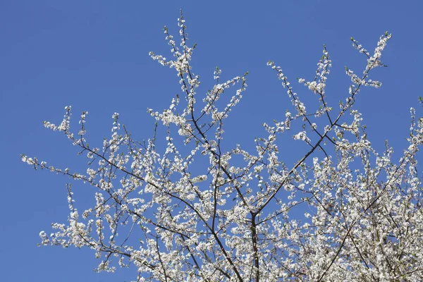 Beautiful Blossoming Cherry Tree Springtime — Stock Photo, Image