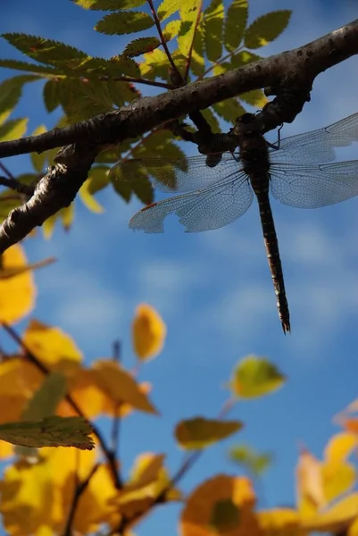 Primo Piano Della Libellula Nella Natura Selvaggia — Foto Stock