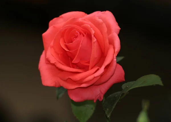 Закрыть Вид Красивую Красную Розу — стоковое фото