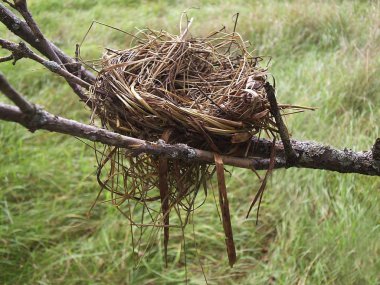 Empty bird nest at the end of summer clipart