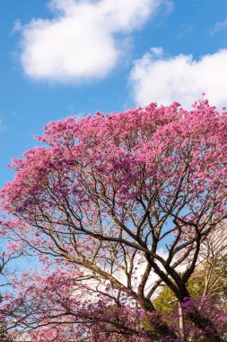 Ipe Tree full of pink flowers on a sunny day clipart