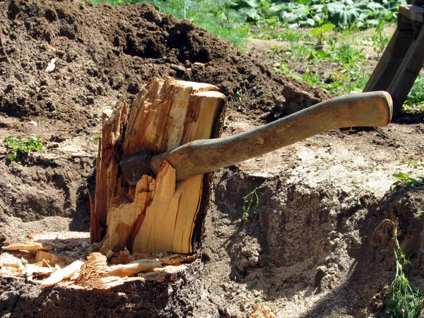 木こりの斧が刺さった木のスタブ — ストック写真