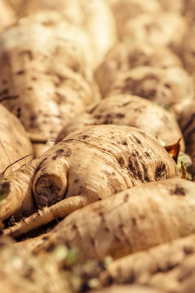 Harvested Sugar Beet Crop Root Pile Ground Selective Focus — Stock Photo, Image