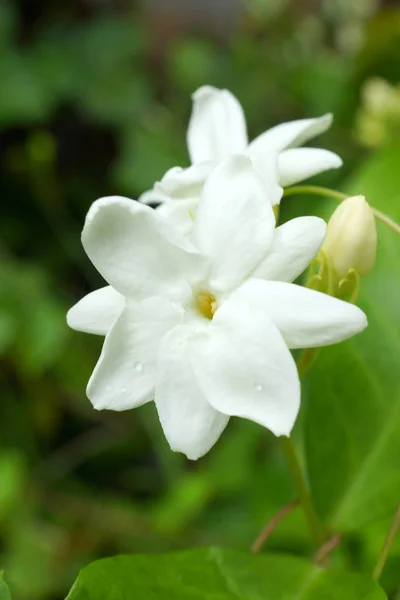 Fragrant White Flowers Jasmine Tea Making — Stock Photo, Image