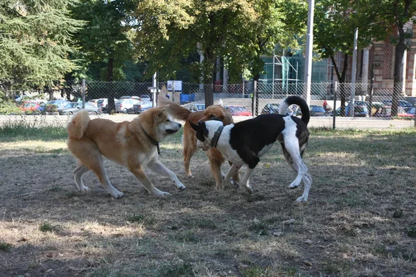 Tres Perros Disfrutando Del Juego Parque Perros — Foto de Stock
