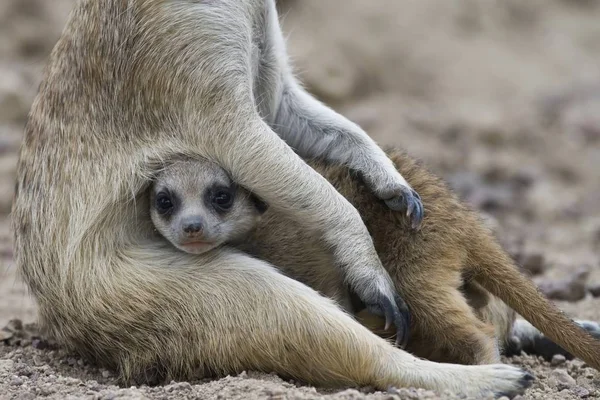 Egy Suricata Anyu Vele Baba — Stock Fotó