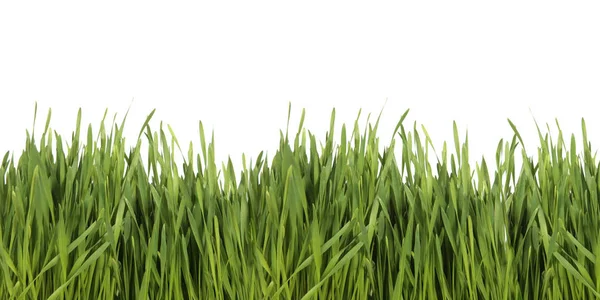 白の背景に分離の新鮮な緑の芝生 — ストック写真