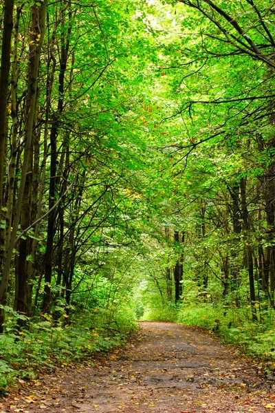 Pusty Zaułek Jesień Park — Zdjęcie stockowe