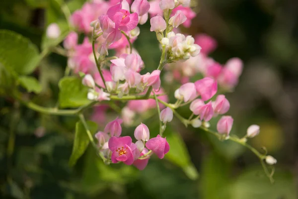 Primer Plano Pequeña Flor Blanca Mezcla Rosa Flor Enredadera Mexicana — Foto de Stock