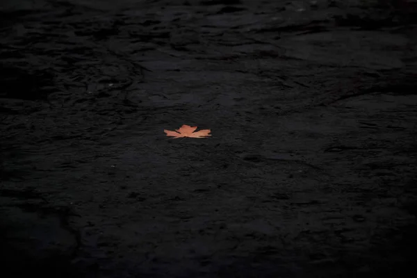 Single Maple Leaf Floating River Fall — Stock Photo, Image