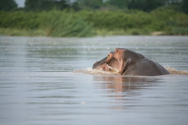 Vilda Hippo Afrikanska Floden Vatten Flodhäst Hippopotamus Amphibius — Stockfoto