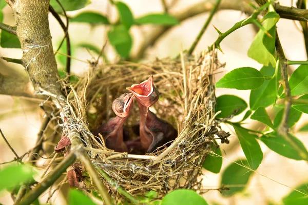 Nid Oiseaux Avec Petits Bébés — Photo