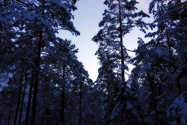 Κρύα Νύχτα Του Χειμώνα Στο Βαθύ Δάσος — Φωτογραφία Αρχείου