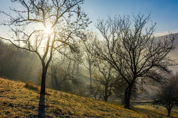 Huerto Manzanas Ladera Amanecer Otoño Árboles Desnudos Sobre Hierba Esmerilada — Foto de Stock