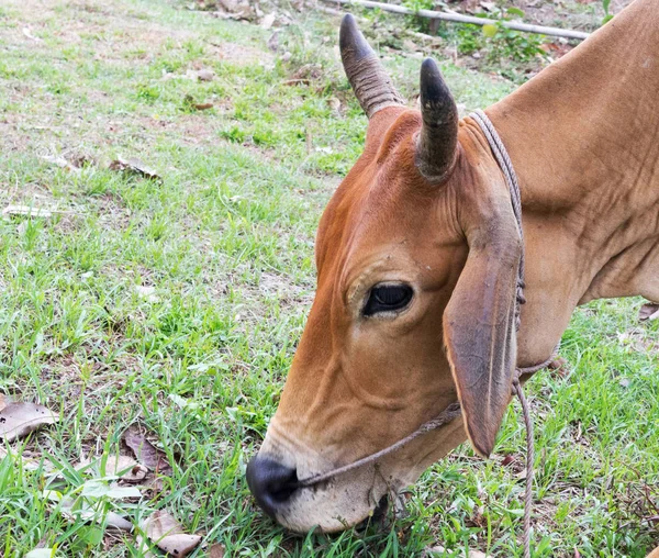 Close Shot Cow Eating Grass — Stock Photo, Image