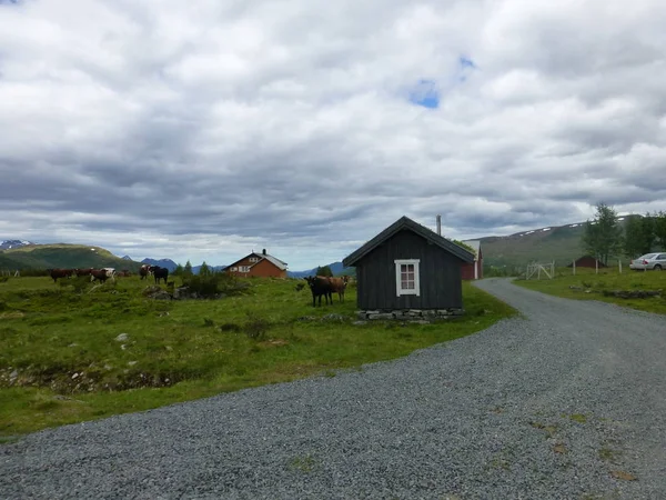 Grytaseter Hegyi Legelő Nyugat Norvégiában — Stock Fotó