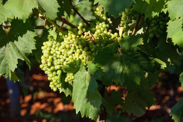 Croatia Istria Primer Plano Las Uvas Vino Viñedo Verano — Foto de Stock