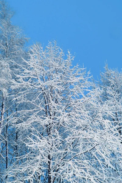 Ramas Árboles Cubiertas Nieve Cerca — Foto de Stock