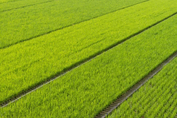 Vasto Tramo Campos Arroz Verde Campo Kochi Japón — Foto de Stock