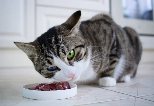 Domestic Pet Cat Multicolored Blue Green Eyes Eats Meat Meal — Stock Photo, Image