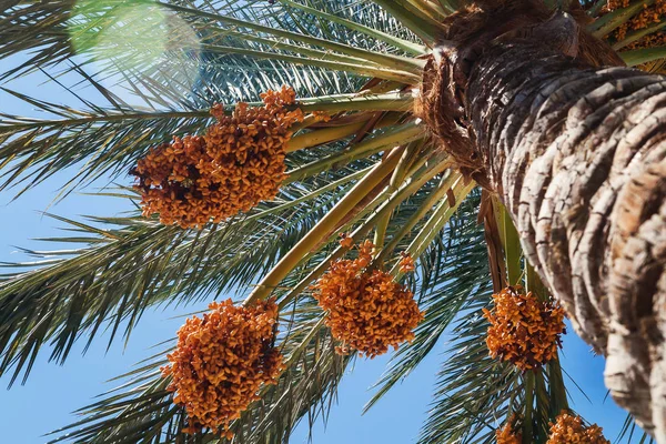 view into the sky through a date palm close-up shot .