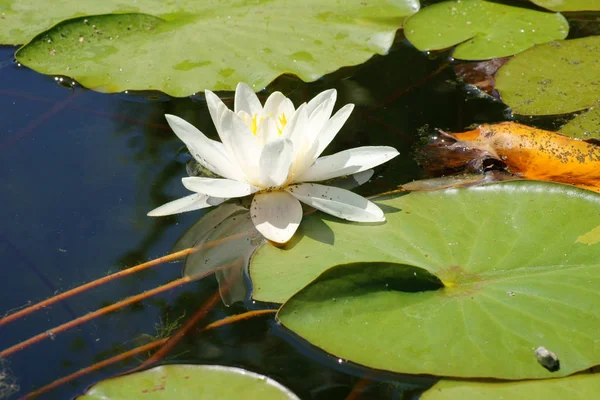 The bloom of a single water lily on the water surface of a pond.