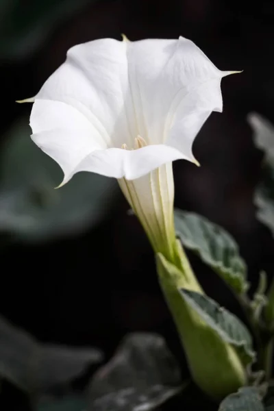 チョウセンアサガオ Inoxia 白いトランペットの花 — ストック写真