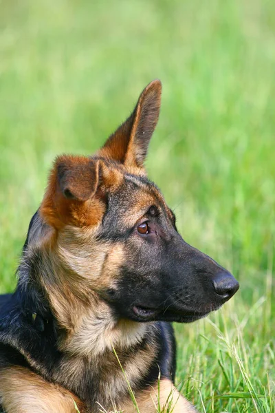 Portrait German Shepherd Puppy — Stock Photo, Image