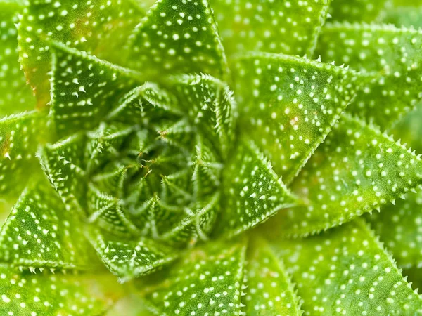 Succulent cactus macro with vivid texture and color  great for desert backgrounds.