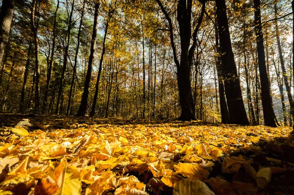 Luz Solar Floresta Outono Série Natureza — Fotografia de Stock