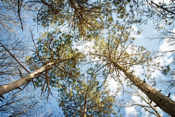 Árboles Cielo Azul — Foto de Stock